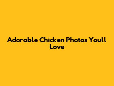 Adorable Chicken Photos You'll Love