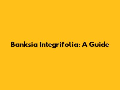 Banksia Integrifolia: A Guide