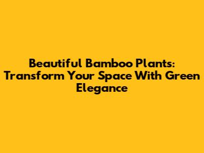 Beautiful Bamboo Plants: Transform Your Space With Green Elegance