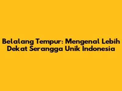 Belalang Tempur: Mengenal Lebih Dekat Serangga Unik Indonesia