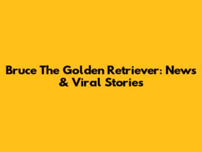 Bruce The Golden Retriever: News & Viral Stories