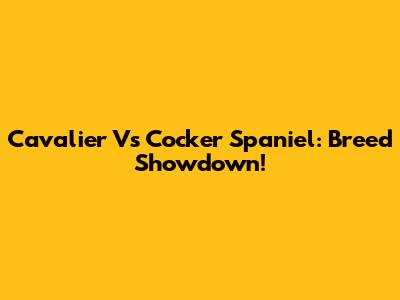 Cavalier Vs Cocker Spaniel: Breed Showdown!