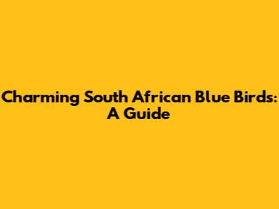 Charming South African Blue Birds: A Guide