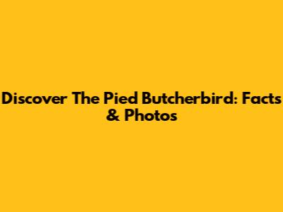 Discover The Pied Butcherbird: Facts & Photos