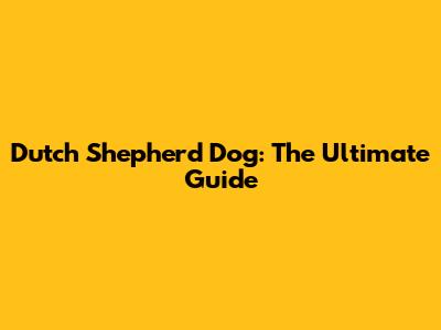 Dutch Shepherd Dog: The Ultimate Guide