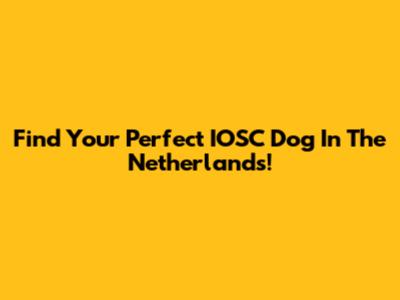 Find Your Perfect IOSC Dog In The Netherlands!