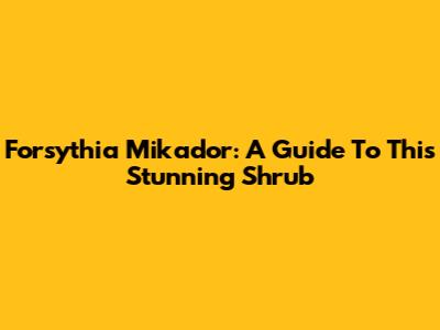 Forsythia Mikador: A Guide To This Stunning Shrub