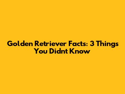 Golden Retriever Facts: 3 Things You Didn't Know