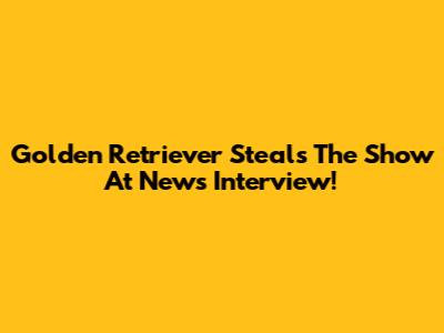 Golden Retriever Steals The Show At News Interview!