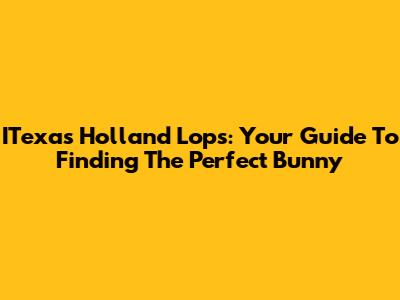 ITexas Holland Lops: Your Guide To Finding The Perfect Bunny