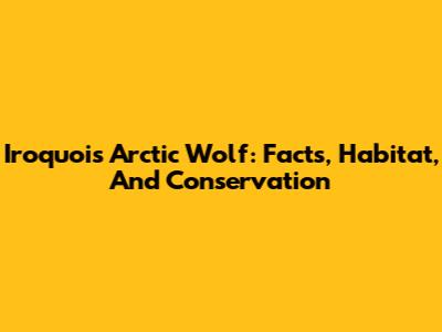 Iroquois Arctic Wolf: Facts, Habitat, And Conservation