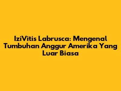IziVitis Labrusca: Mengenal Tumbuhan Anggur Amerika Yang Luar Biasa