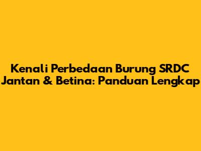 Kenali Perbedaan Burung SRDC Jantan & Betina: Panduan Lengkap