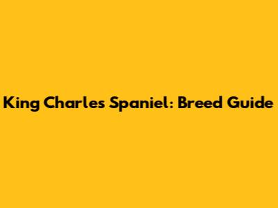 King Charles Spaniel: Breed Guide