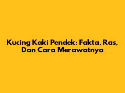 Kucing Kaki Pendek: Fakta, Ras, Dan Cara Merawatnya