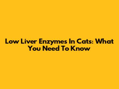 Low Liver Enzymes In Cats: What You Need To Know