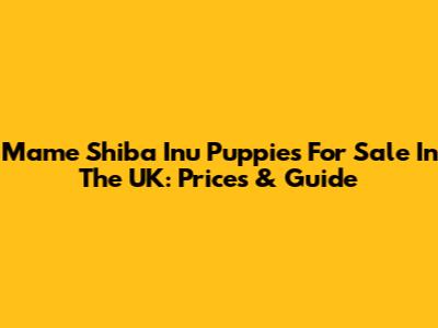 Mame Shiba Inu Puppies For Sale In The UK: Prices & Guide