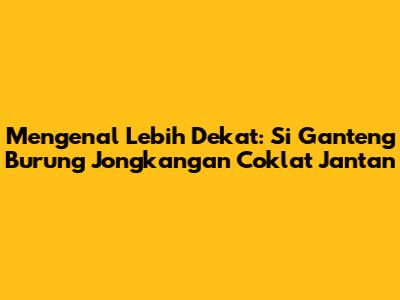 Mengenal Lebih Dekat: Si Ganteng Burung Jongkangan Coklat Jantan