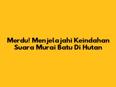 Merdu! Menjelajahi Keindahan Suara Murai Batu Di Hutan