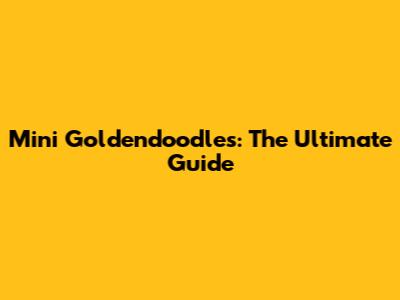 Mini Goldendoodles: The Ultimate Guide