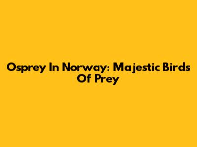Osprey In Norway: Majestic Birds Of Prey