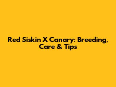 Red Siskin X Canary: Breeding, Care & Tips