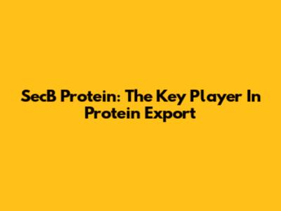 SecB Protein: The Key Player In Protein Export