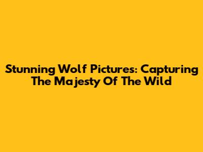 Stunning Wolf Pictures: Capturing The Majesty Of The Wild