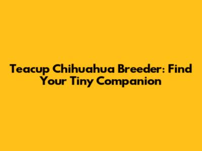 Teacup Chihuahua Breeder: Find Your Tiny Companion