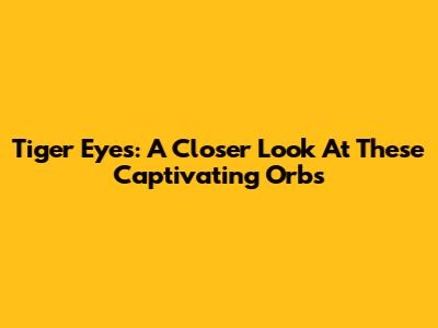 Tiger Eyes: A Closer Look At These Captivating Orbs