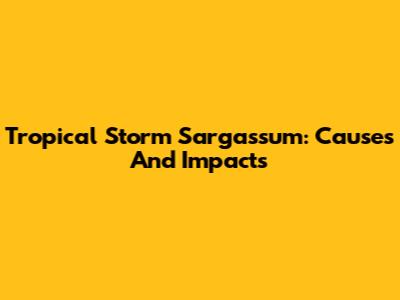 Tropical Storm Sargassum: Causes And Impacts