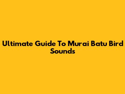 Ultimate Guide To Murai Batu Bird Sounds