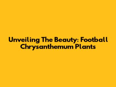Unveiling The Beauty: Football Chrysanthemum Plants
