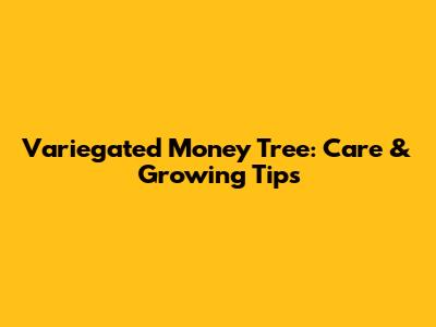 Variegated Money Tree: Care & Growing Tips