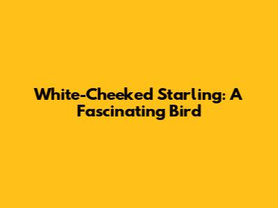 White-Cheeked Starling: A Fascinating Bird