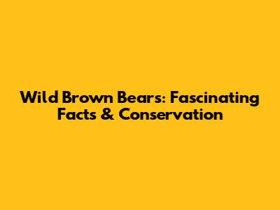 Wild Brown Bears: Fascinating Facts & Conservation