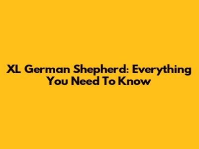 XL German Shepherd: Everything You Need To Know